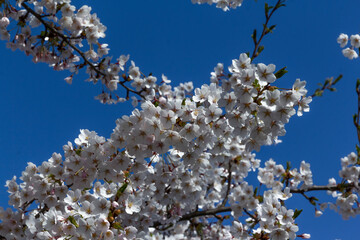 beautiful blooming branch sakura flowers or cherry blossom flowers blooming on the tree, natural background. Invitation card, copy space for text, pattern, wallpaper, banner, cover, mockup, for your