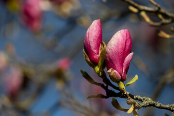Magnolia flowers against the blue sky.