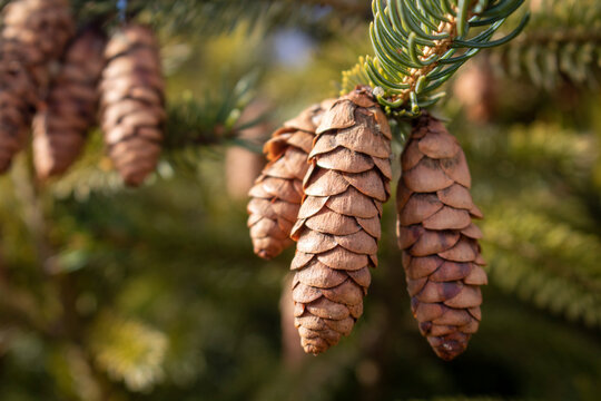 bright winter day close up of hanging pine cones from an evergreen tree limb winter holiday background