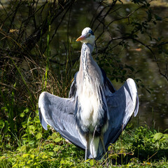 Grey heron protecting the corpse of another bird.