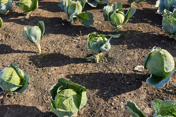 Rows of growing white cabbage. The theme of farming, gardening, food and harvest.  Side and top view. 