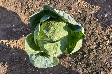 A ripe large head of white cabbage in close-up. View from above. A good harvest. The theme of farming, gardening, food and harvest.  