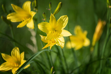 wild yellow lilies in nature, close-up. selective focus