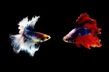 Fototapeta premium motion of betta fish. fighting fish isolated on black background.betta fish.siamese.multi color fighting fish.