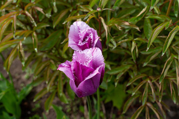purple tulips grow in the garden