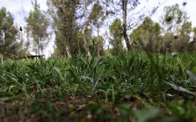 Green grasses in the field