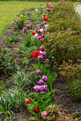 colored flowers bloom in the garden