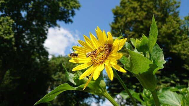 Bienen auf einer Silphie-Pflanze