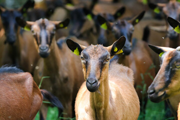 herd of brown farm goats in a field 