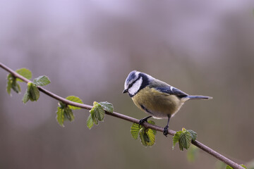 
Little blue tit on a spring branch...