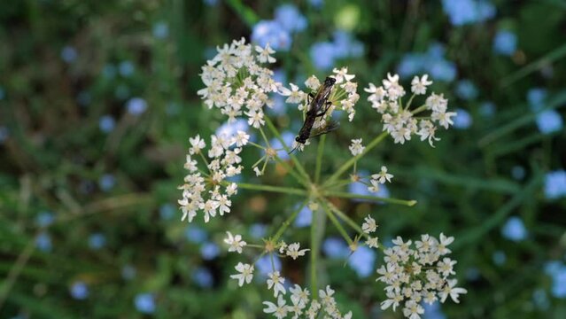 accouplement insectes sur fleurs blanches