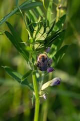 Eucera nigrescens - Scarce Long-horned Bee - Eucère noirâtre
