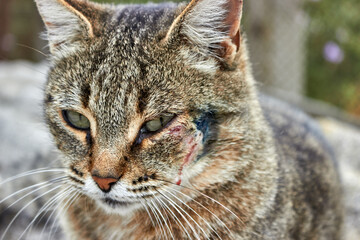 A mongrel cat with a wounded cheek close-up. The topic of diseases of pets and veterinary medicine.