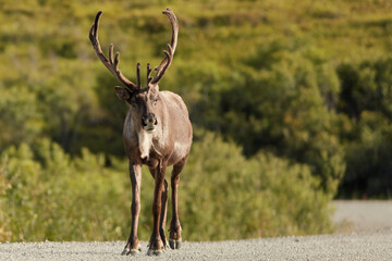 Caribou, Denali National Park