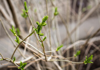 Young fresh leaves bloom on  branches of  tree. Spring. Botany.