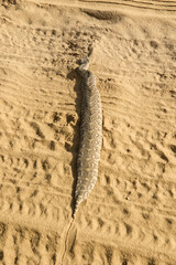 Puff Adder in the Kgalagadi, South Africa