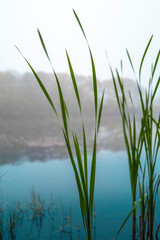 Water lily plant stems over the blue pond