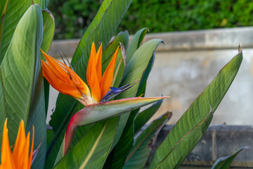 Strelitzia reginae, commonly known as the crane flower or bird of paradise in a Park on the Island...