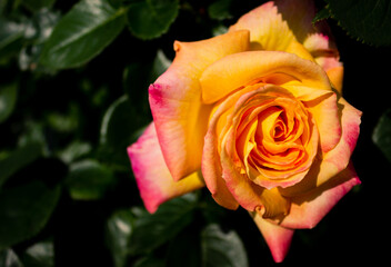 Beautiful yellow rose edged with rose bengal in the middle of the green leaves. Pullman Orient...