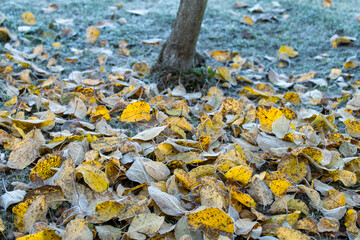 A beautiful autumn tree with fallen yellow leaves lying around the trunk of a tree in an autumn park, covered with fallen yellow leaves from a tree. A bunch of yellow leaves after the first frost