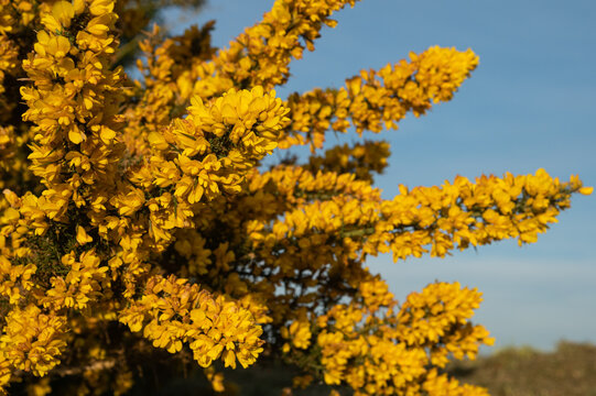 Ulex europaeus - Gorce - Ajonc d'Europe Mont Doville