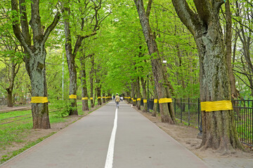 Alley of trees with catching belts for collecting insects on trunks. Festival Alley, Kaliningrad