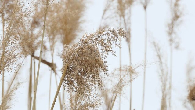 Phragmites in the wind with a blue sky close-up Inflorescences with mature seeds of common reed Phragmites australis against a blue sky, close-up.