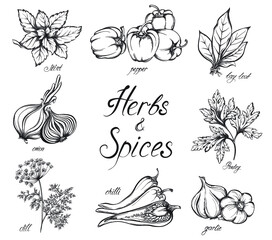 Set of hand drawn herbs and spices. Sketch vegetables, Vector illustration cookbook ingredients