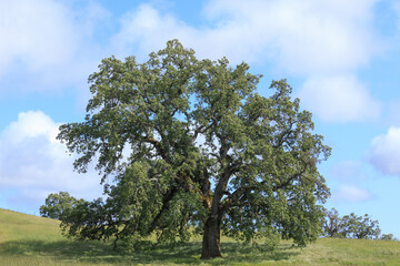 Fototapeta na wymiar Lone Oak Tree with Blue Cloudy Sky in Green Meadow. Joseph D Grant Ranch County Park, Santa Clara County, California, USA.