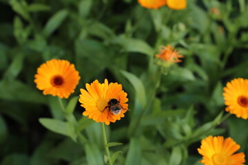 yellow flower and bee in the garden nature plant beautiful flower summer close up macro
