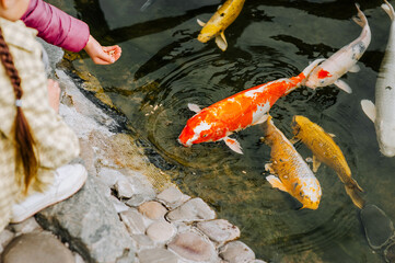Fototapeta na wymiar People, children feed beautiful large colored fish, koi fish, floating in the water, in the pond. Photo of animals close-up.