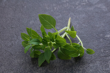 Young fresh green basil leaves