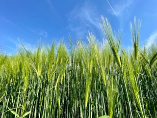 green grass and blue sky