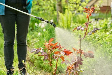 Woman with backpack garden spray gun under pressure handling bushes roses