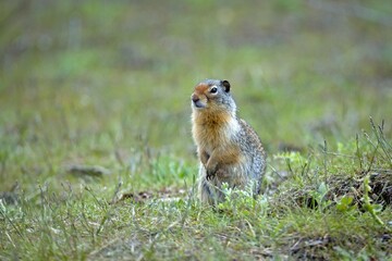 Naklejka na ściany i meble Cute ground squirrel stands alert in the field.