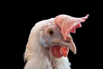 Chicken white portrait isolate on black background.