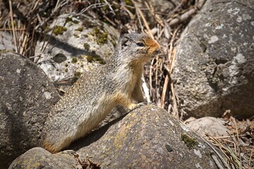 Cute ground squirrel on a rock.