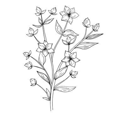 Floral hand drawn branches. Black and white illustration. Cute little leaves, flowers.