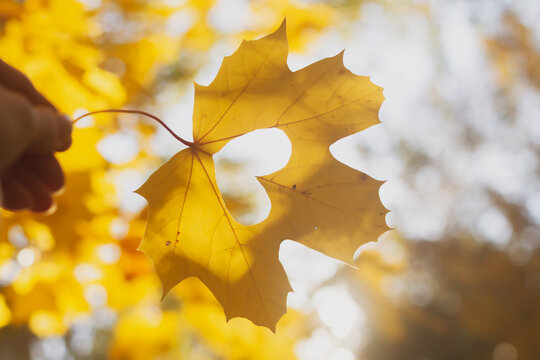Hello, Autumn. The heart is carved on a yellow maple leaf as a symbol of love for the autumn weather