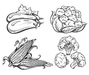 Set of  Sketch Vegetables. Hand Drawn Сorn, cauliflower, broccoli, eggplant isolated on white background. Vector illustration - 504785150