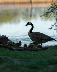 Mother good with it's babies in a park by the water with reflections at sunset. Mother leading it's family to food.