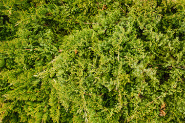 Background, texture of green forest juniper real close-up. Photography, nature.