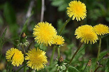 background of yellow dandelion flowers. positivity concept. vitamins. increased immunity