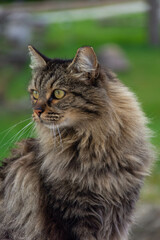Beautiful wild cat close up in Athens Greece