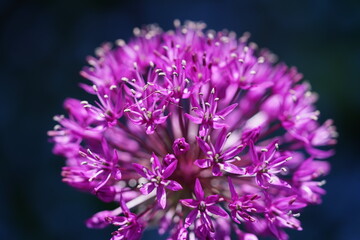 Garlic, Schnittlauch