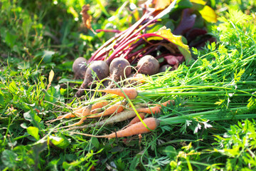 Closeup of ripe carrots with tops on beetroot background. Vegetables on a ground in a field. Farming, gardening, agriculture, harvest season. Diet, food ingredients, vegetarian cuisine concept