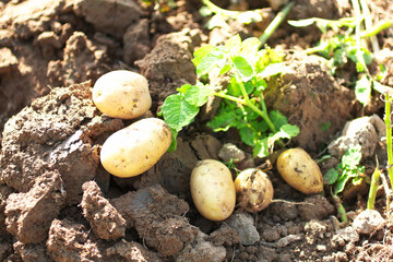 Closeup of ripe organic potatoes with fresh green leaves on a ground. Vegetable plantation growing in a field. Food ingredient in a sunlight. Farming, agriculture, gardening, harvest season