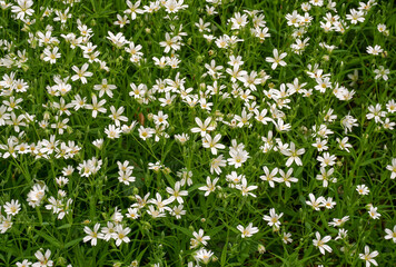 Obraz na płótnie Canvas small white woodland flowers in the undergrowth. floral background. white wildflowers 