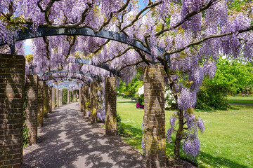 Tunnel of love. Pergola with hanging wisteria flowers. park feature with beautiful climbing plant in spring 
