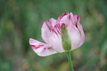 Pink und grün mit weiß gefärbte Blüte einer sehr schönen offenen Tulpe